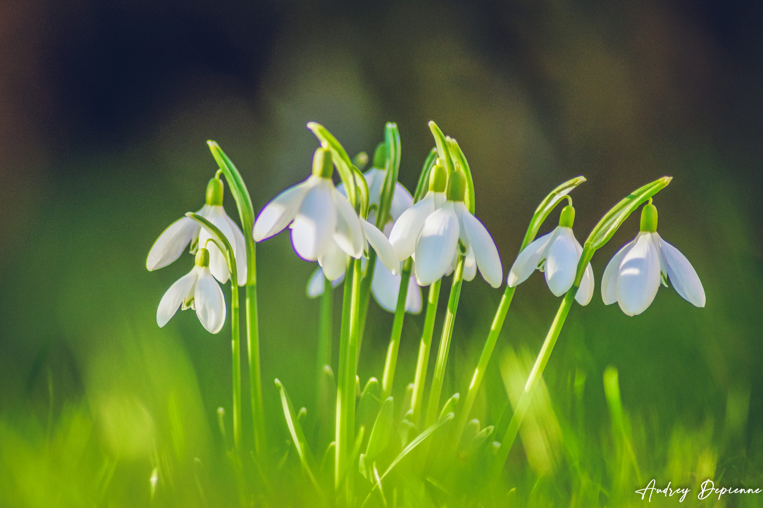 L’arrivée du printemps