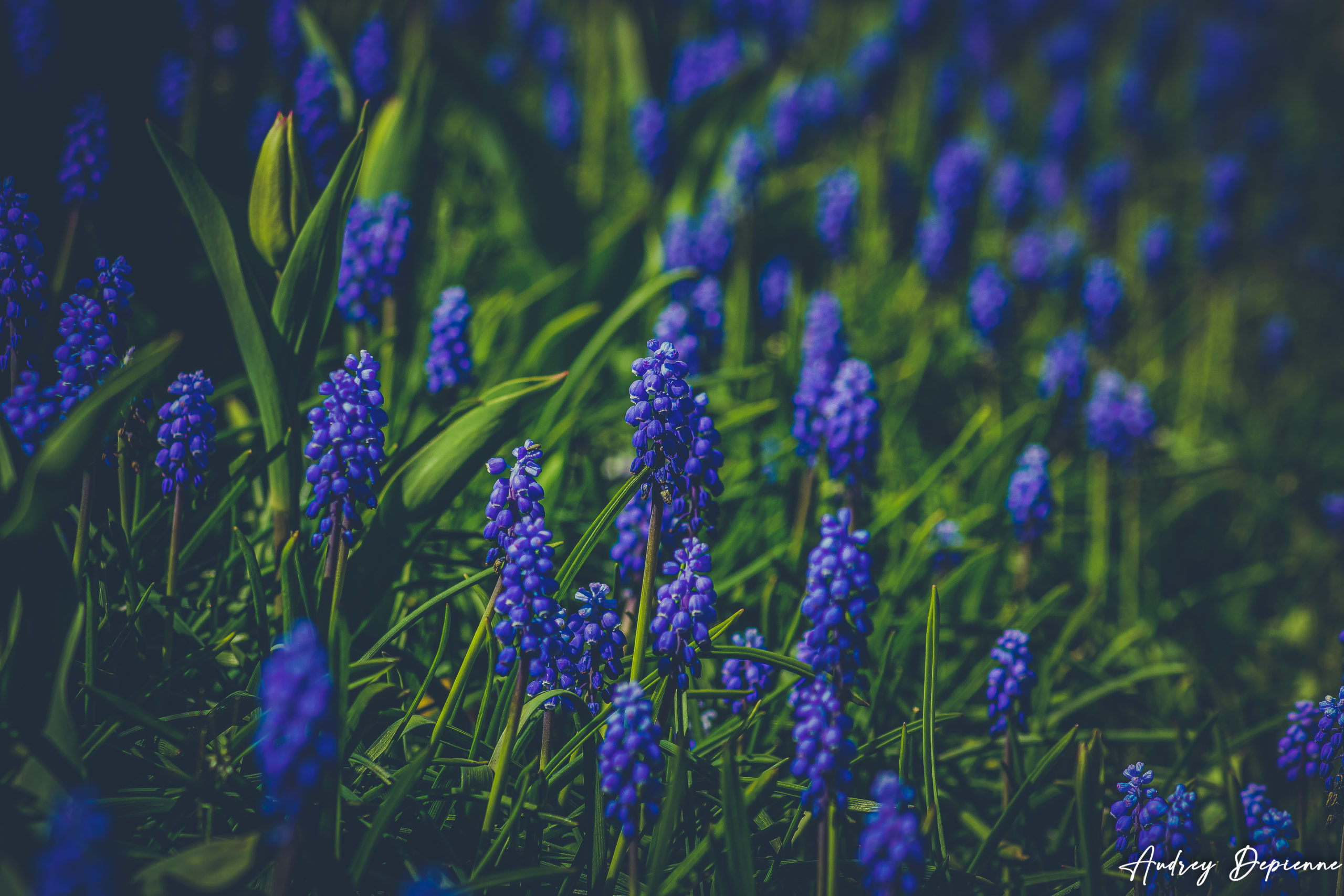 Blue flowers