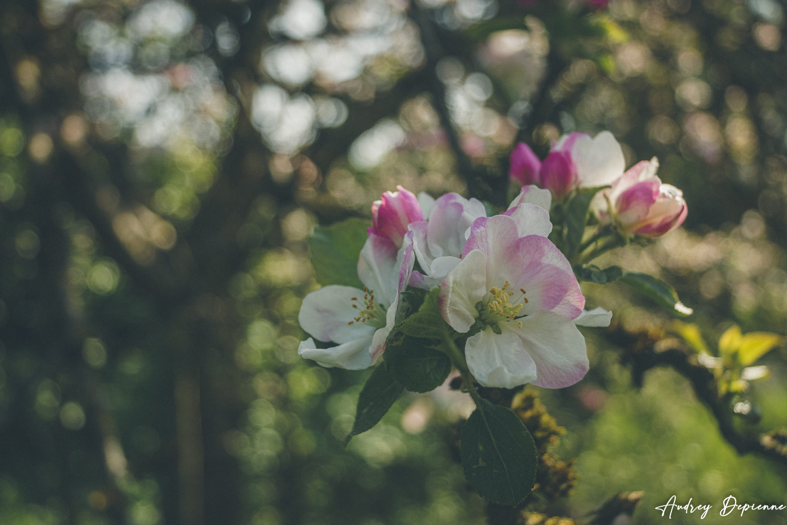 Pommier en fleurs