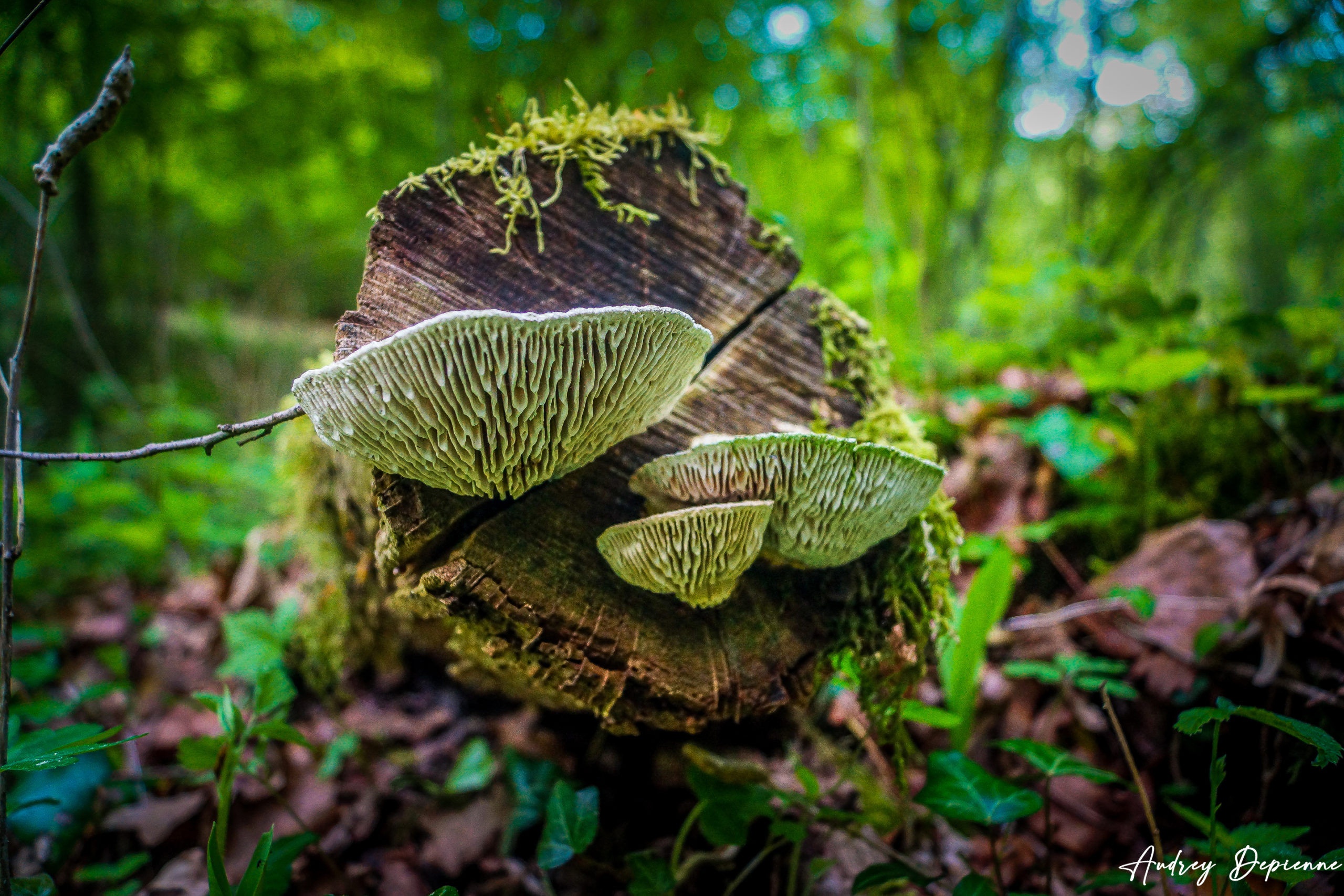 Dans les sous bois