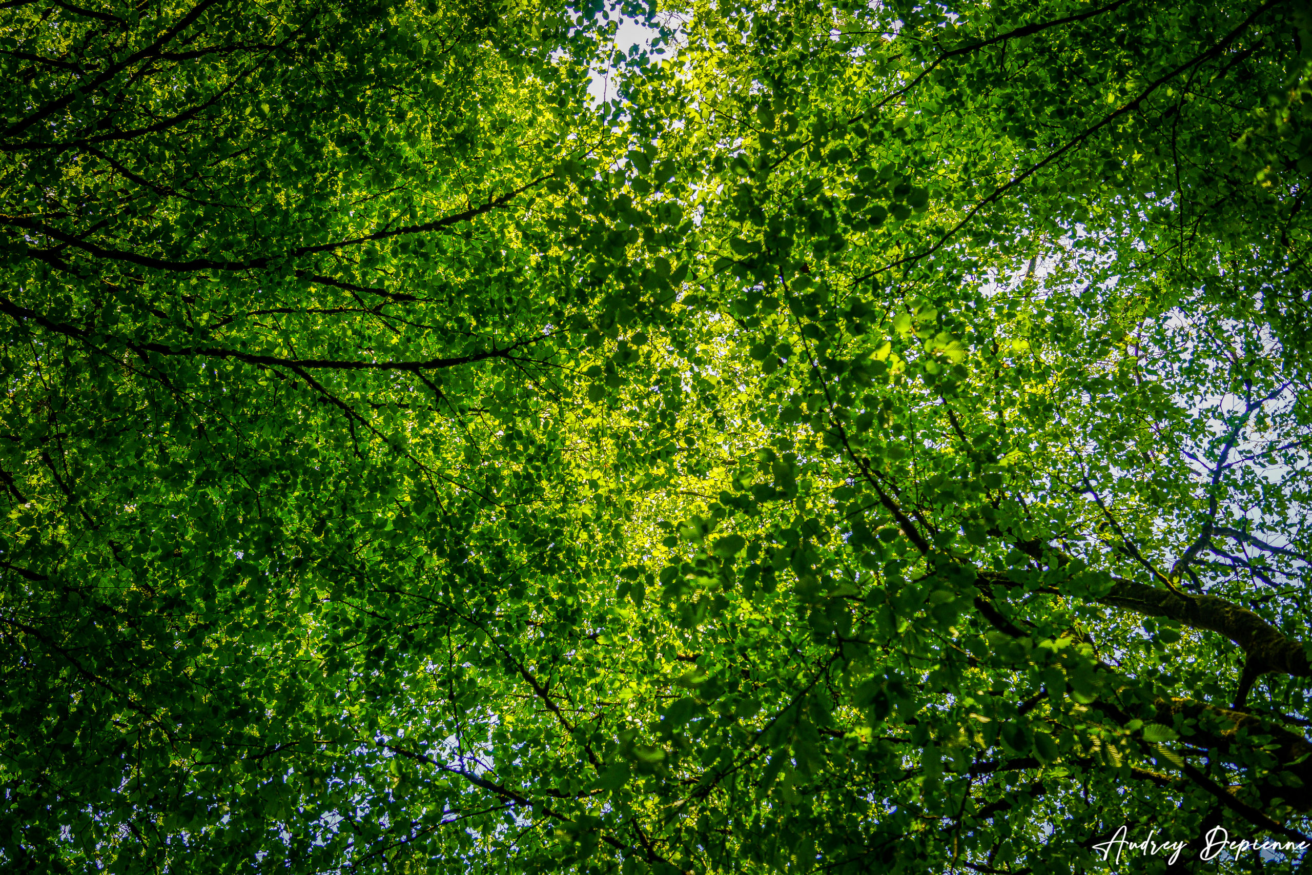 Ciel de verdure