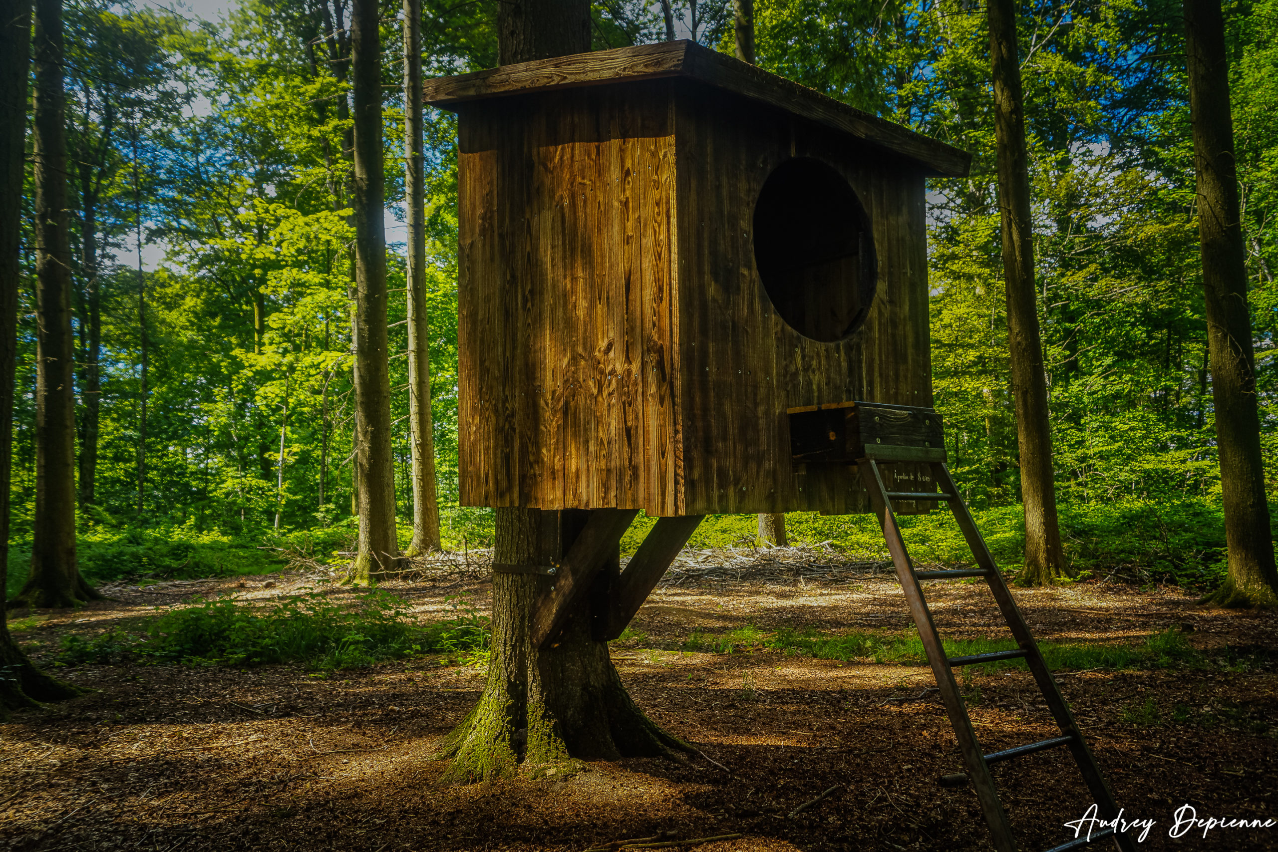 Sentier des plumes (6)