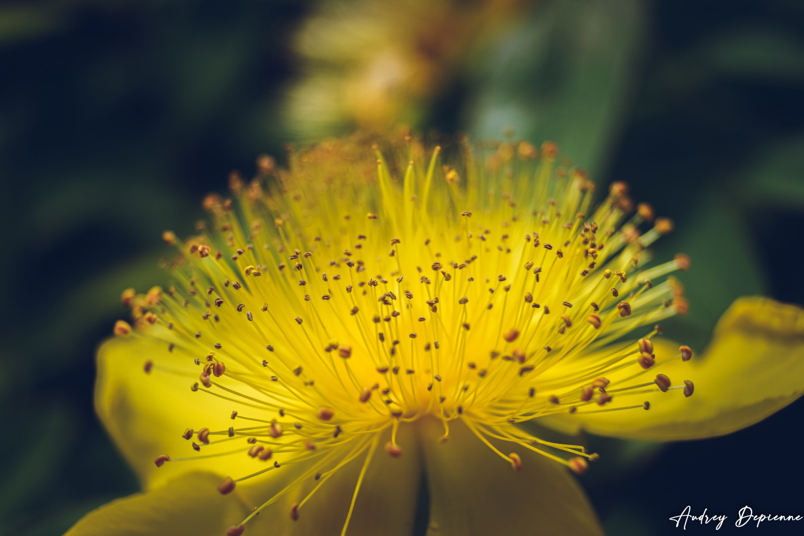 Gold flower