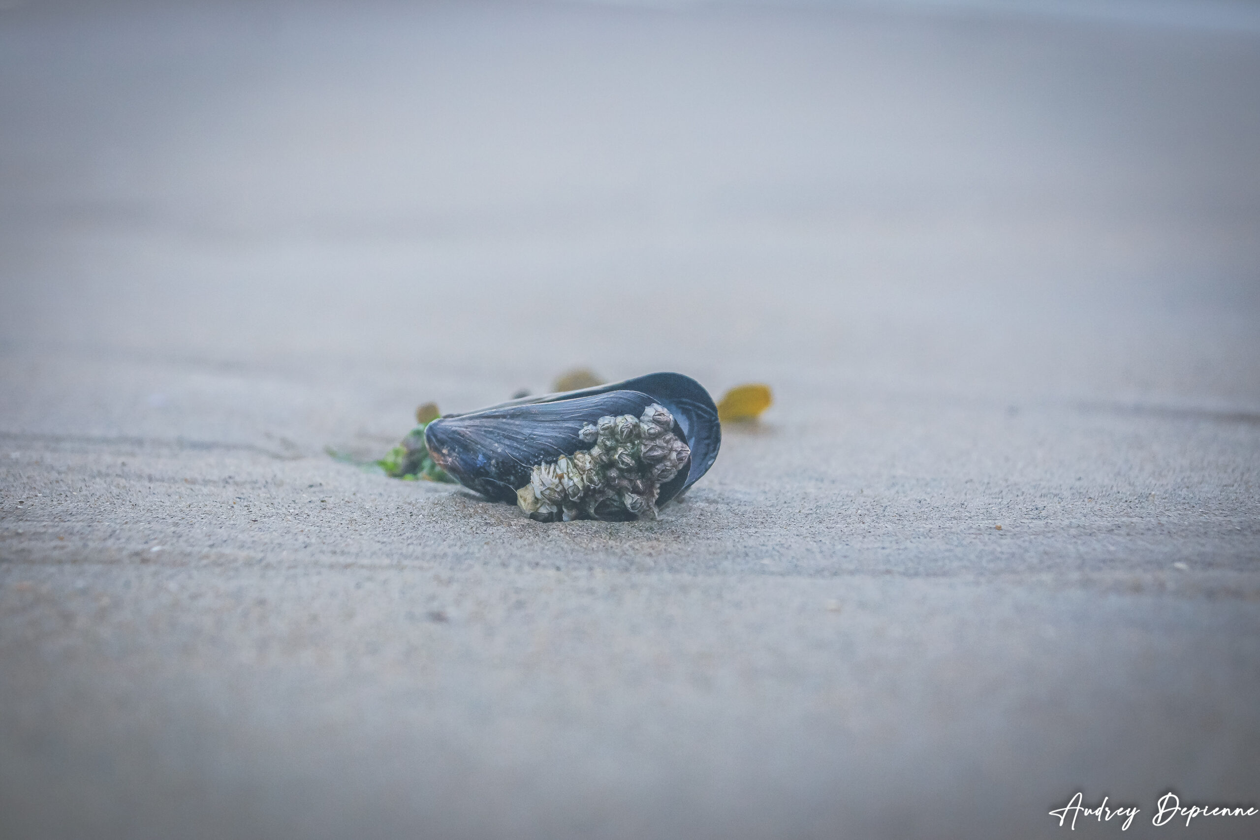 A la pêche aux moules