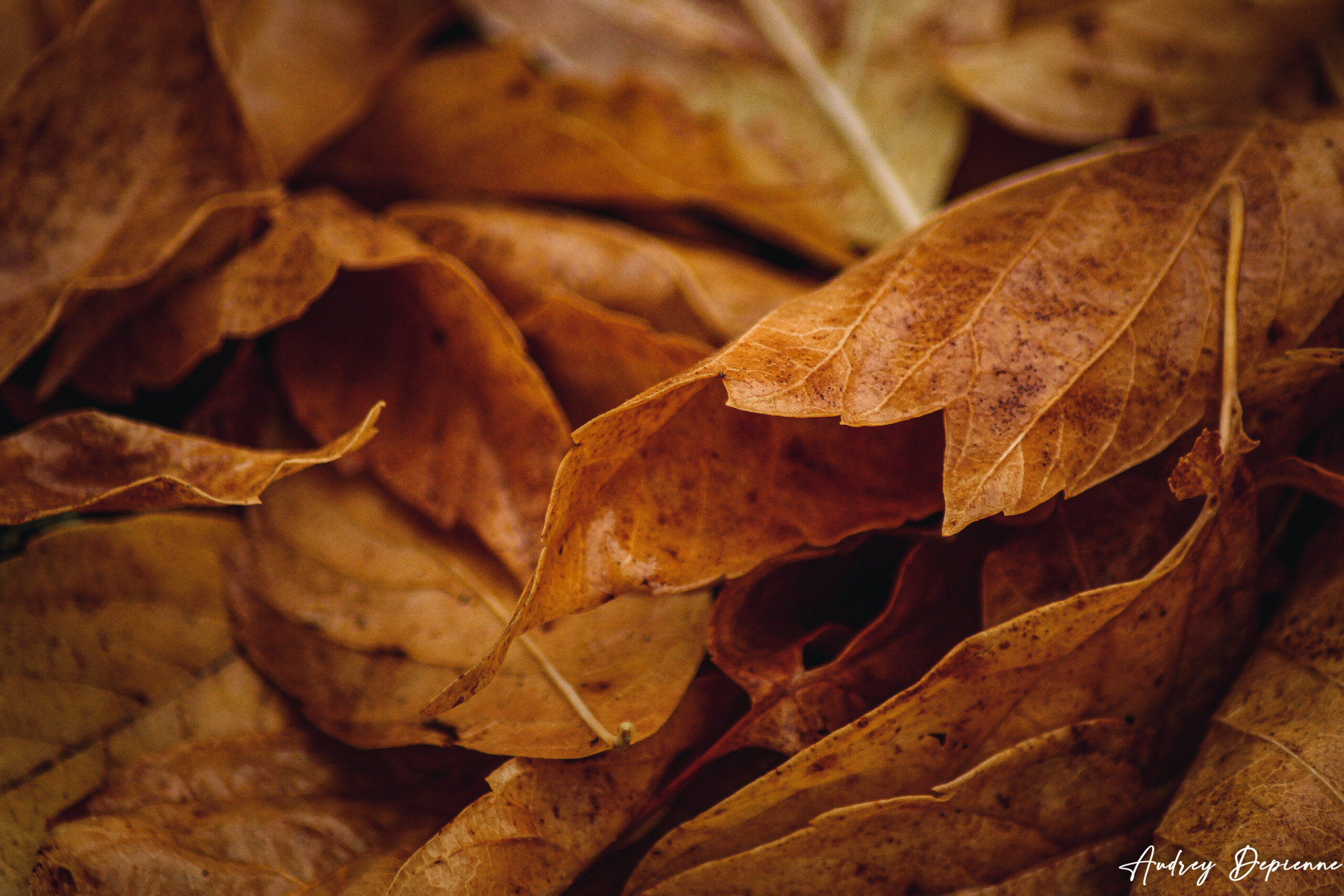 L’automne est arrivé ! (2)