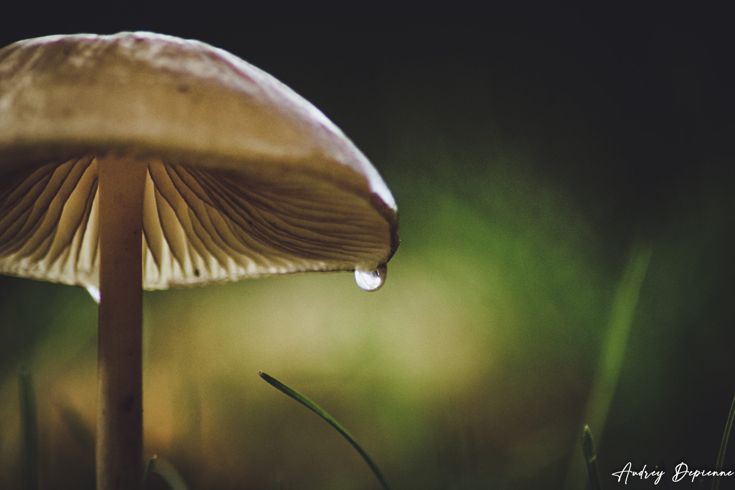 Parapluie naturel