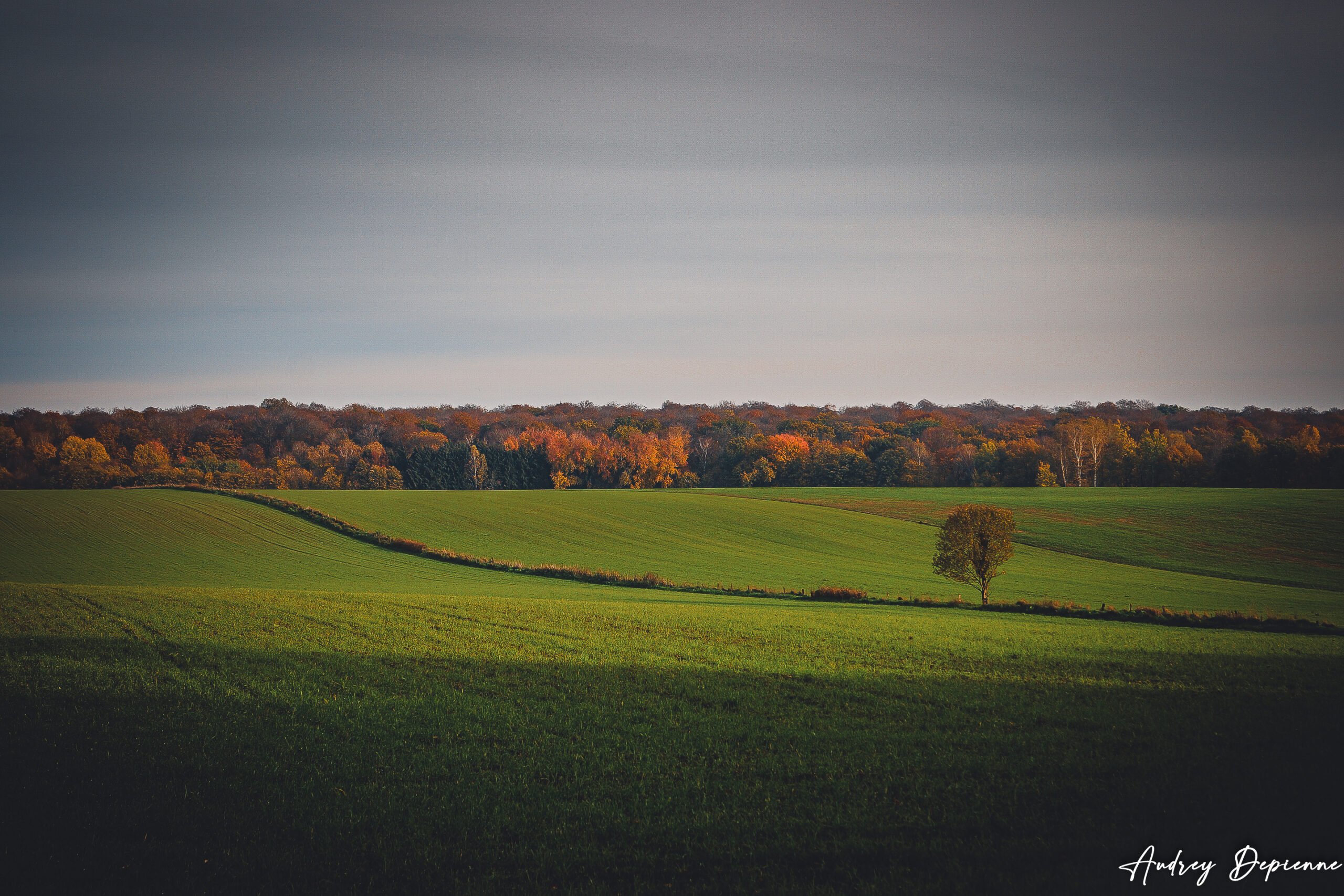 Arbre solitaire