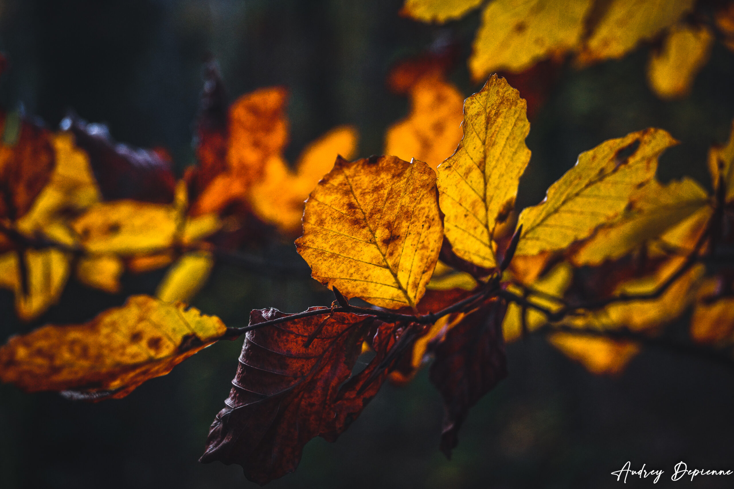 Lumière d’automne