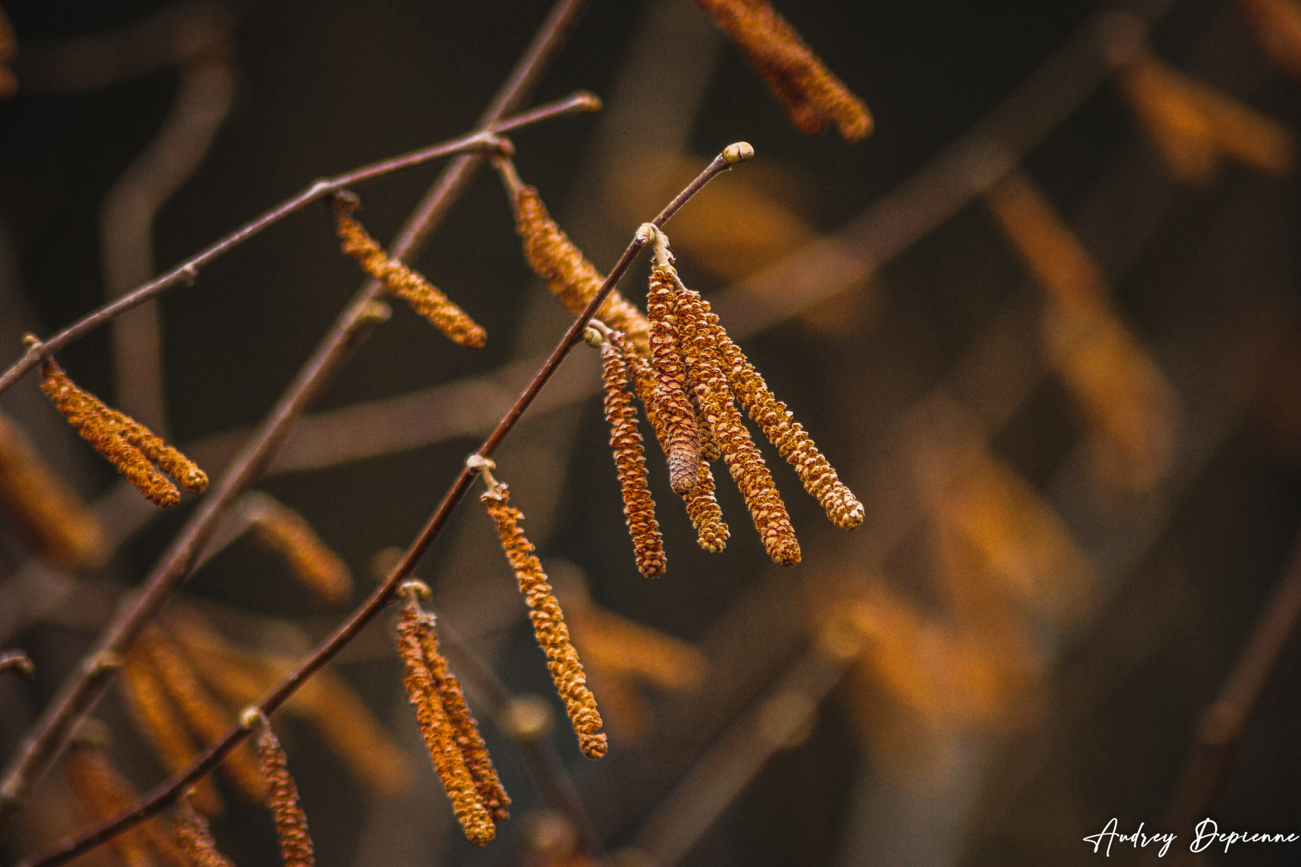 Le retour du printemps (3)