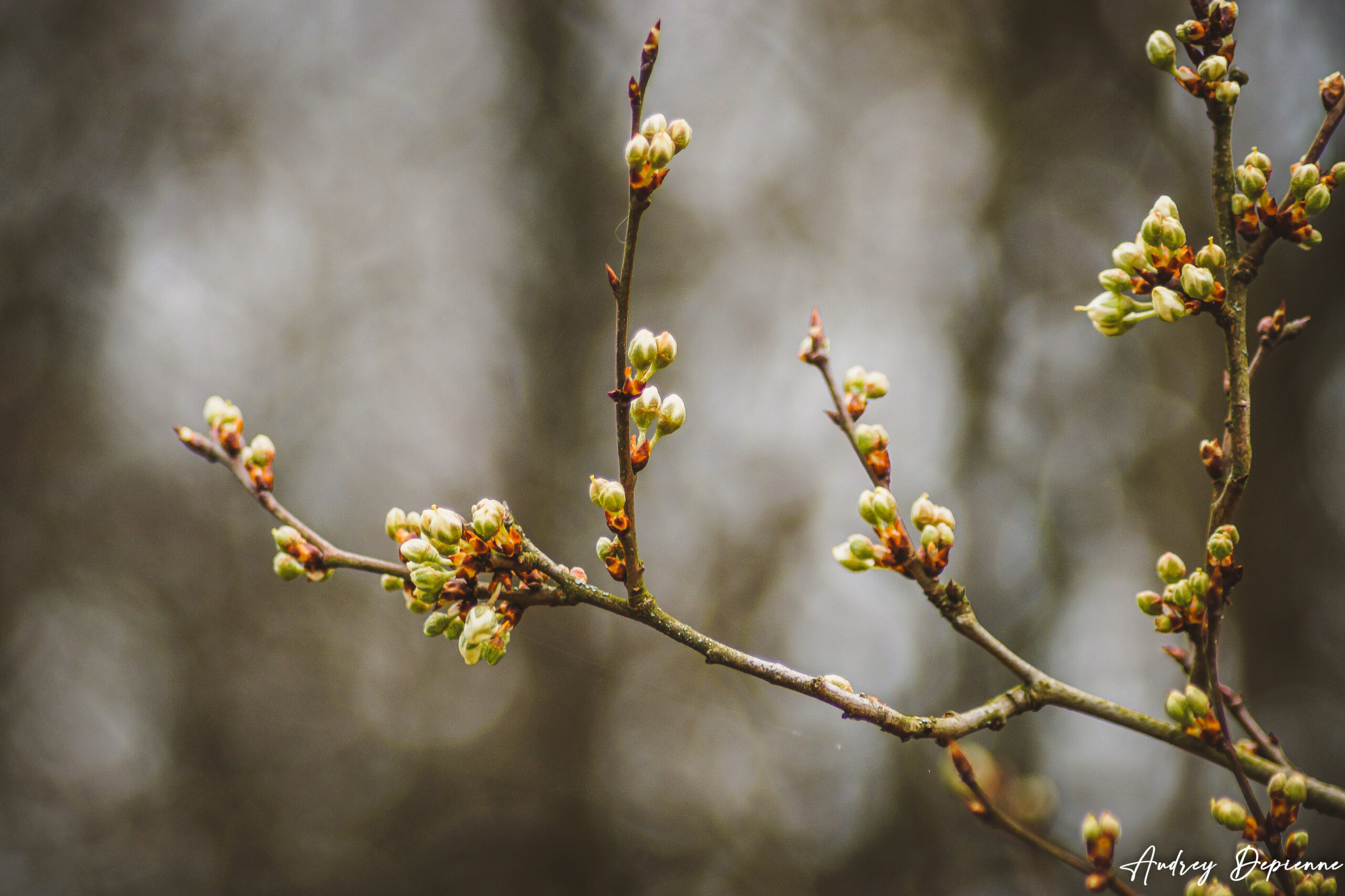 Le retour du printemps