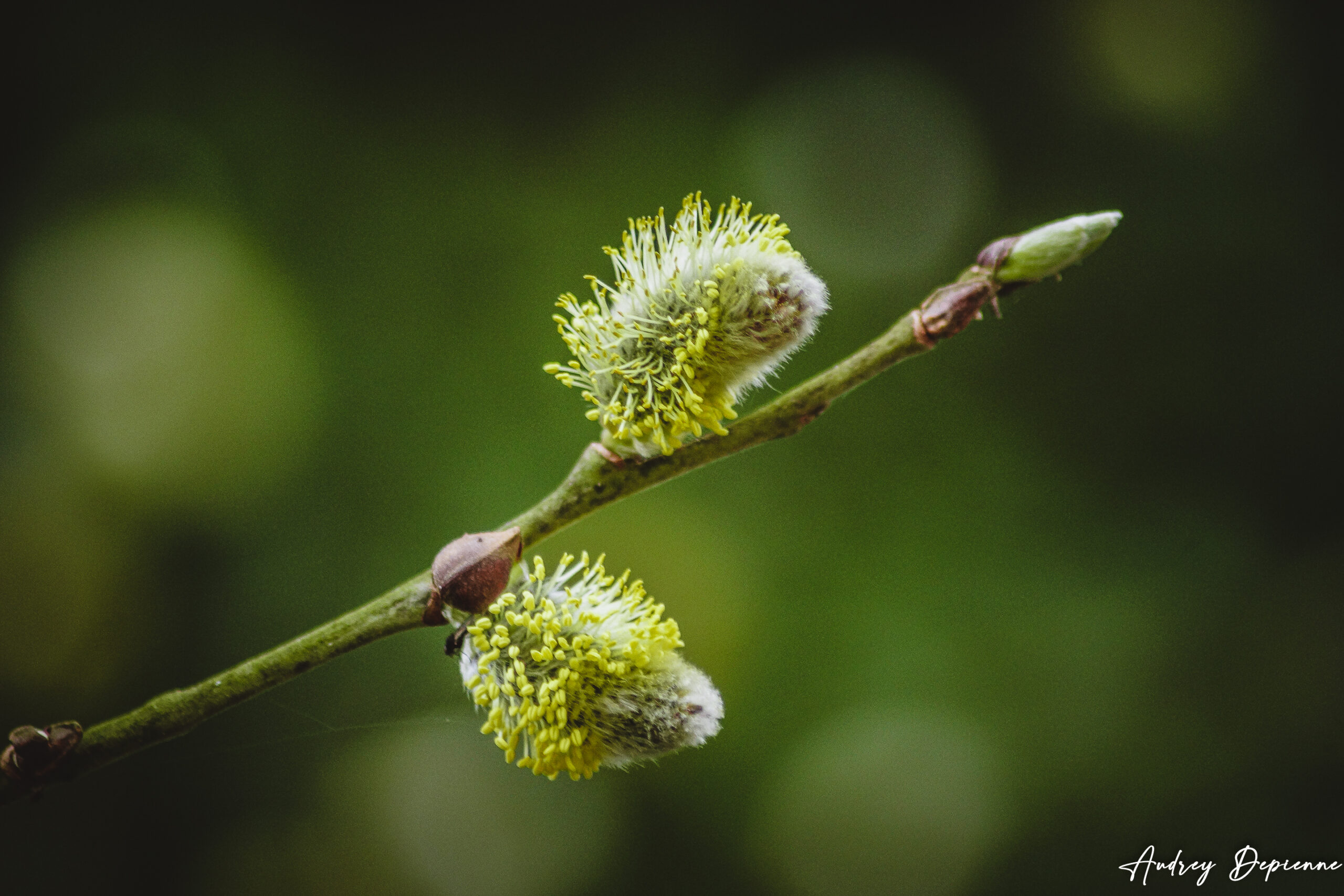 Le retour du printemps (2)