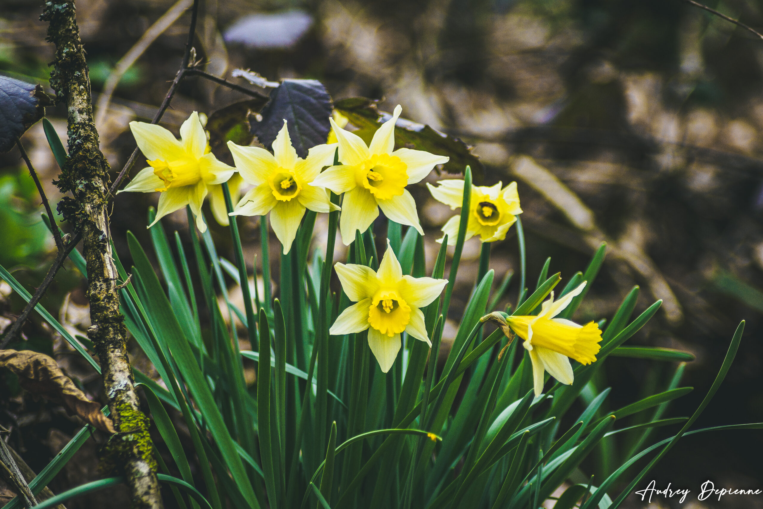 Jonquilles des bois