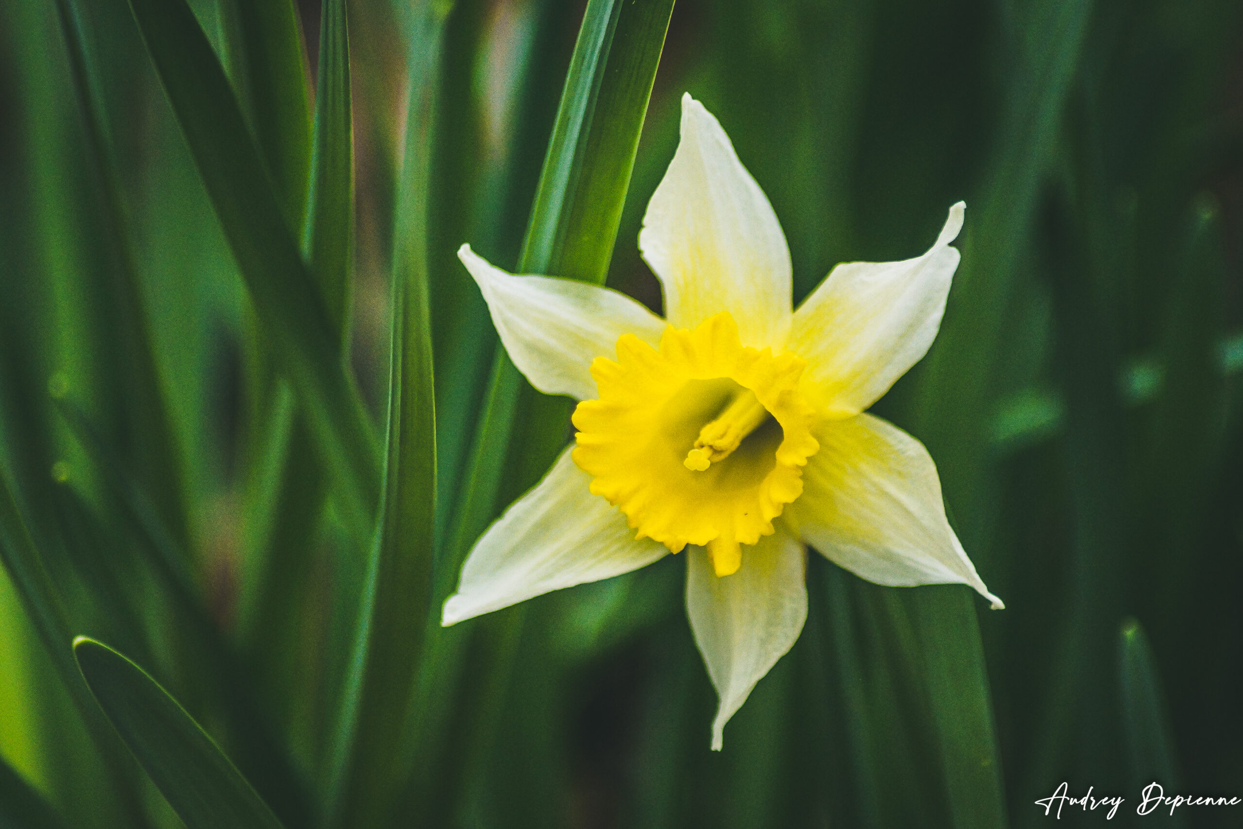 Jonquilles des bois (2)