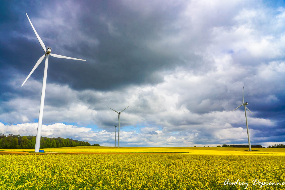 Tapis jaune