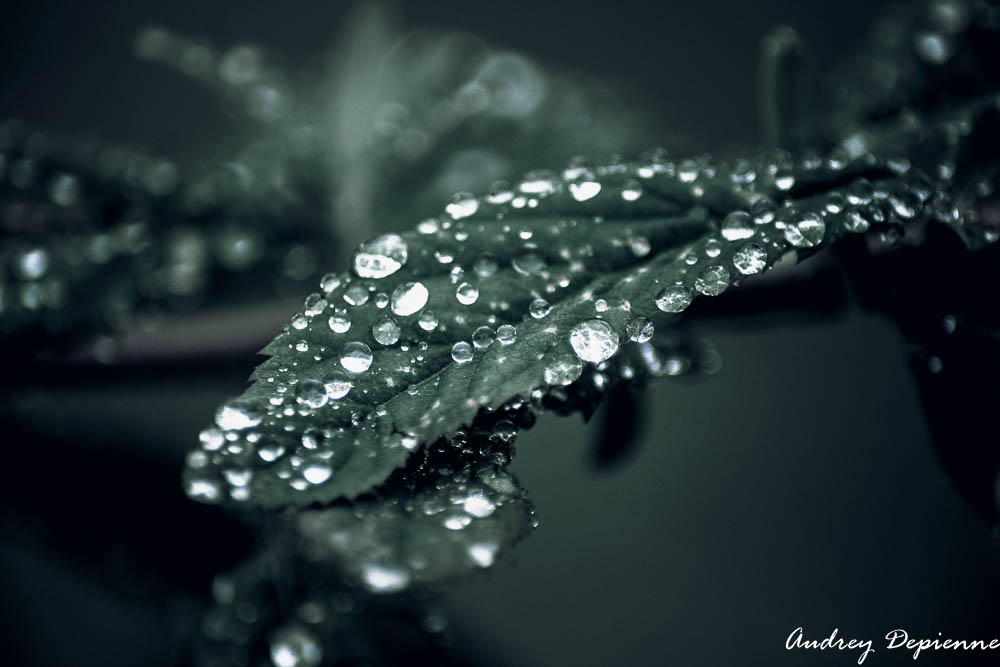 Après la pluie