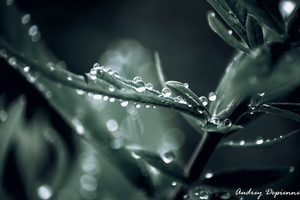 Après la pluie (2)