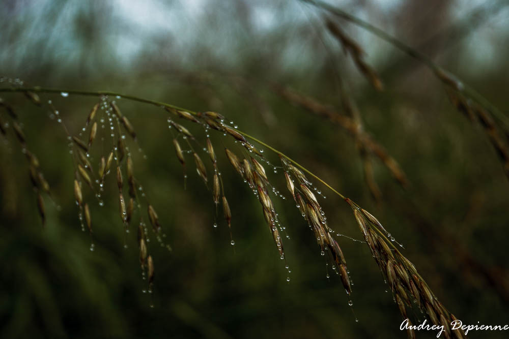 Matin brumeux