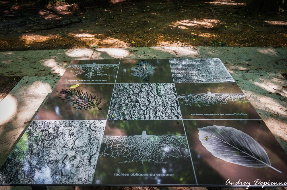 Sentier de l’arbre sacré (3)