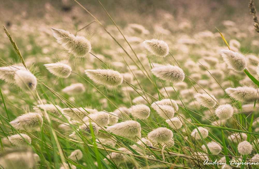 Bretagne – Plougrescant (5)