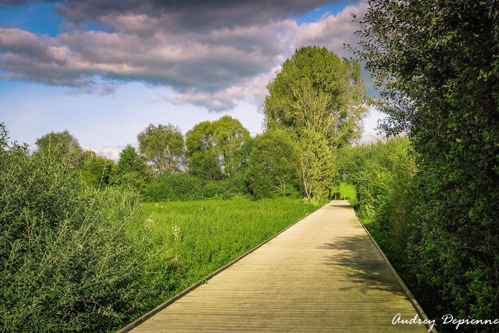 Marais de la Cussignière (3)