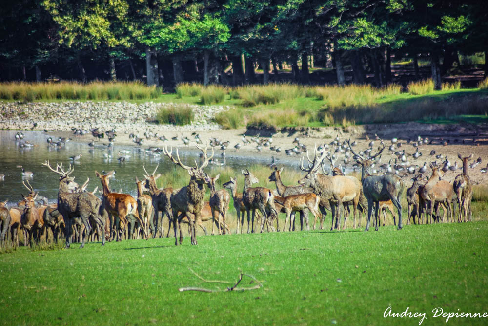 Parc Sainte Croix (11)